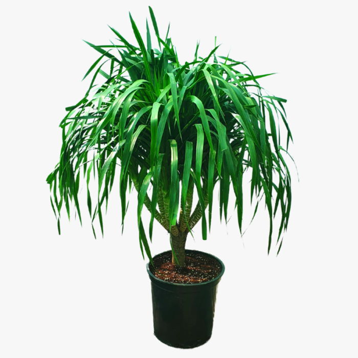 Dracaena Draco plant