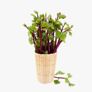 Malabar-Spinach-plant