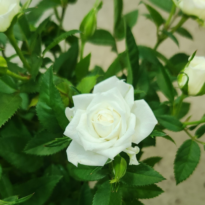 White Rose Flower