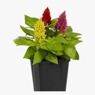 Wool Flowers Celosia