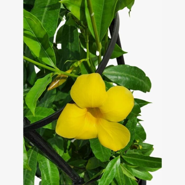 Yellow Allamanda Flower