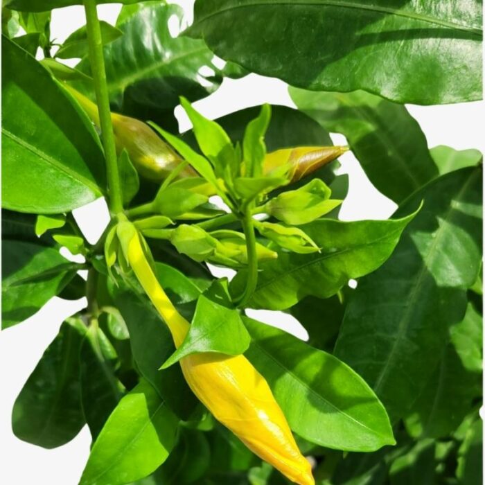 Yellow Allamanda Plant