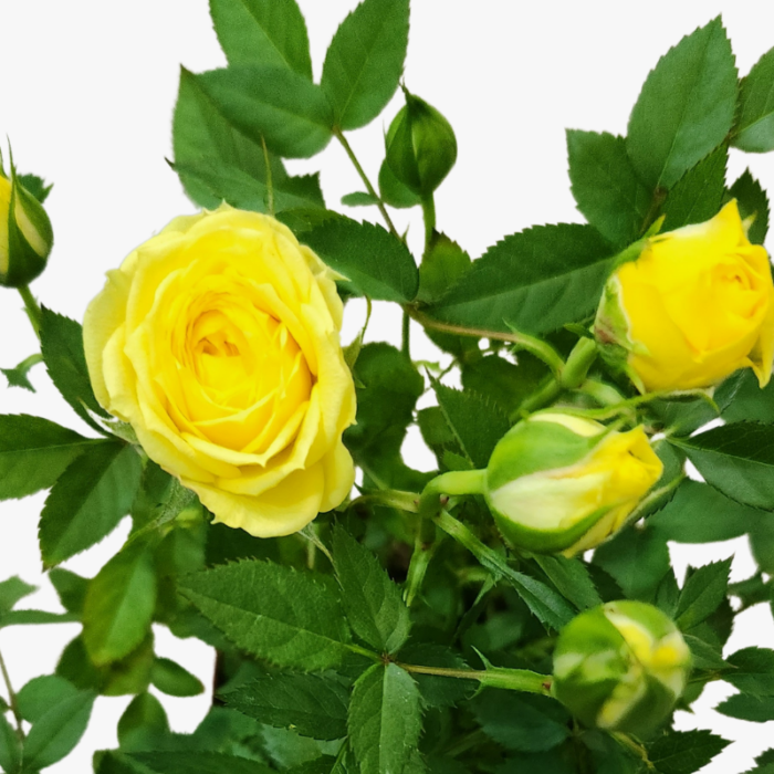 Yellow Rose Indoor