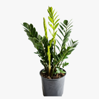 Zamioculcas Zamiifolia ZZ Plant