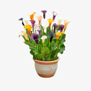 Zantedeschia Mix