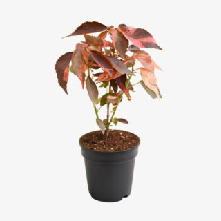 acalypha wilkesiana Plant