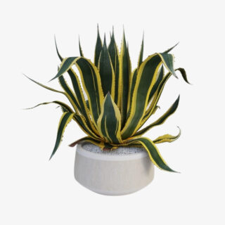 agave americana marginata