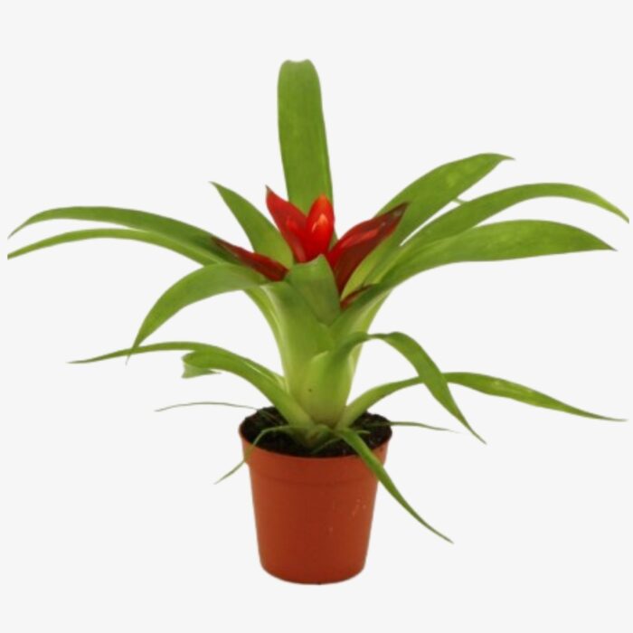 guzmania minor plant in pot