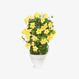 mandevilla yellow flowering plant