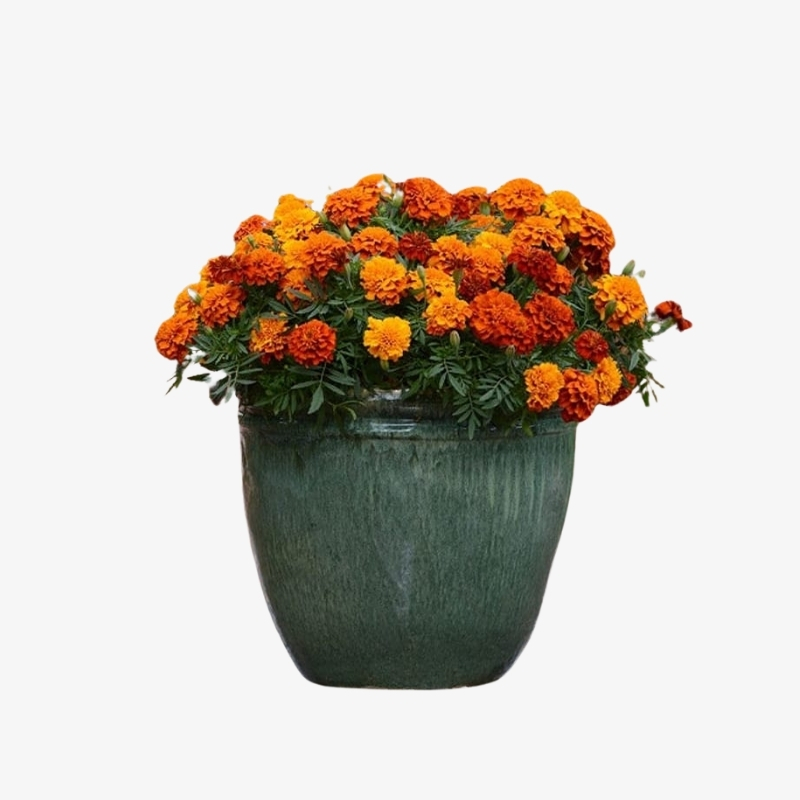 Marigold Tagetes Outdoor Flowerig Plants HalaPlants.ae