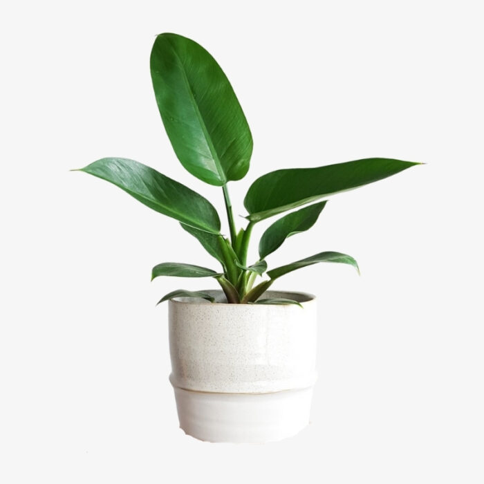 philodendron imperial green