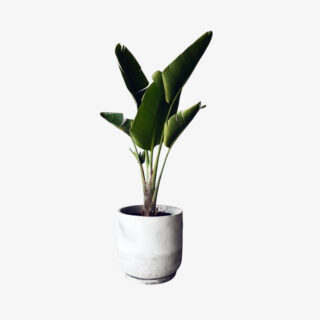 strelitzia nicolai 24L