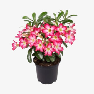 Adenium Obesum