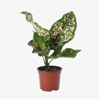 Aglaonema