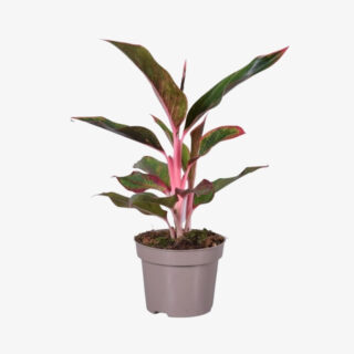 Aglaonema Gemengd