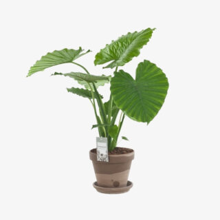 Alocasia Gageana (Dwarf elephant ear)