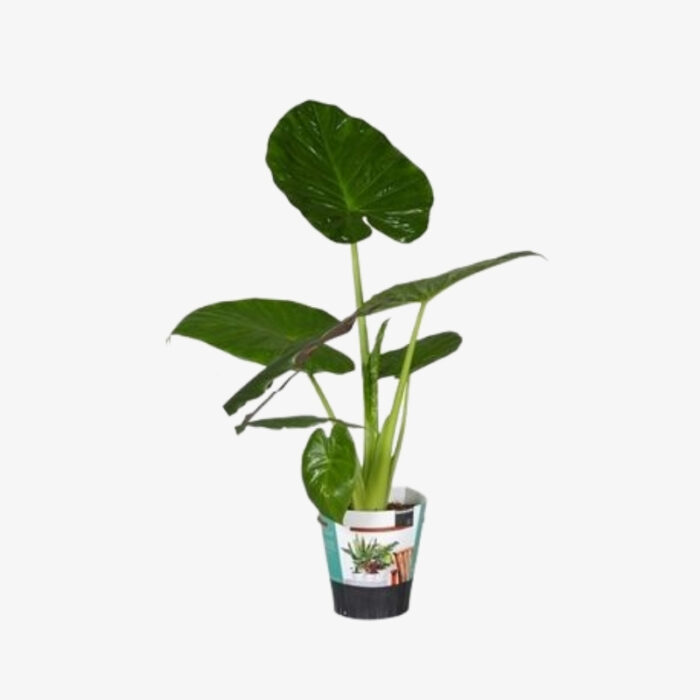 Alocasia Gemengd 1 1