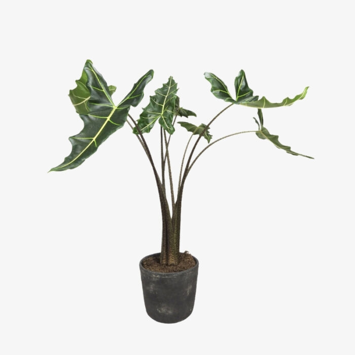 Alocasia Overig