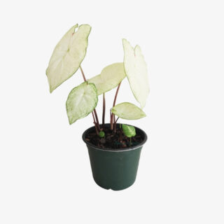 Caladium Moonlight