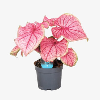 Caladium Overig