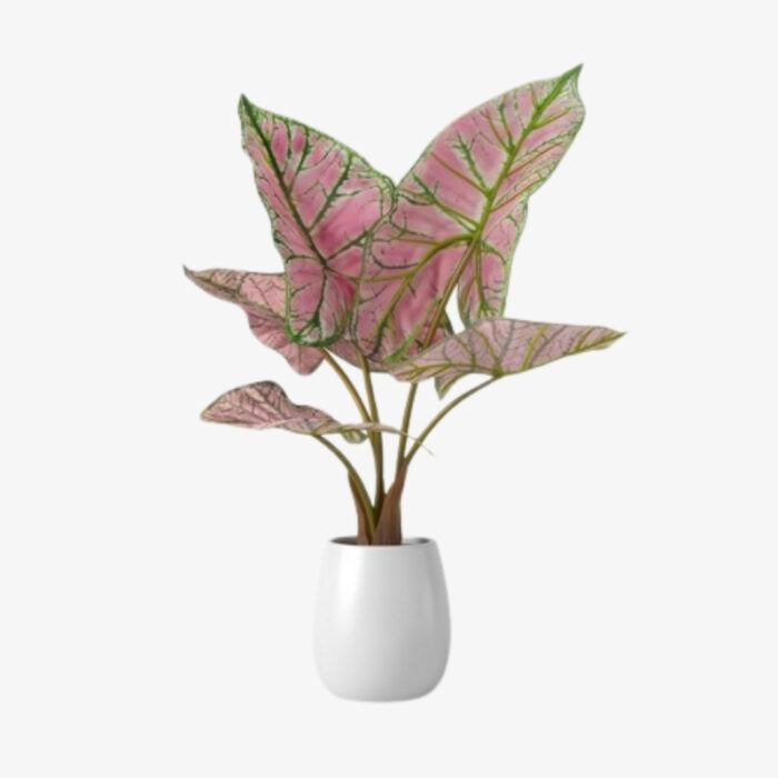 Caladium Pink