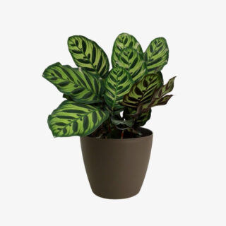 Calathea Makoyana 1