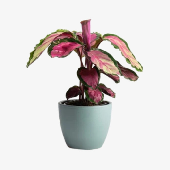 Calathea Roseopicta Rosy