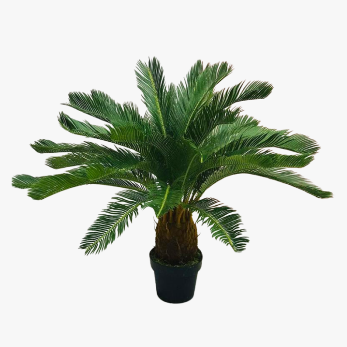 Cycas Tree C5 9019