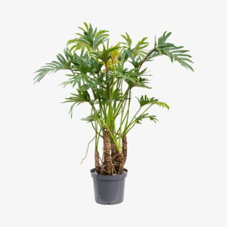 Philodendron Xanadu Xantal