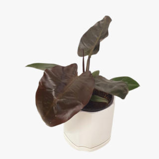 Philodendron black cardinal