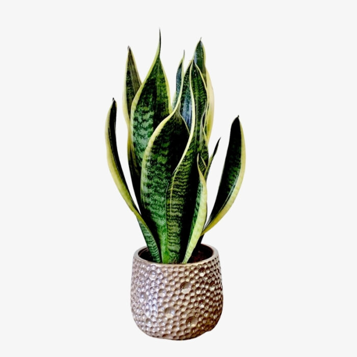 Sansevieria Superba