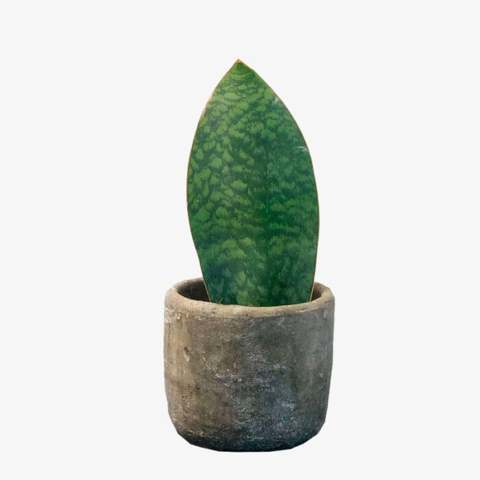 Sansevieria grandis