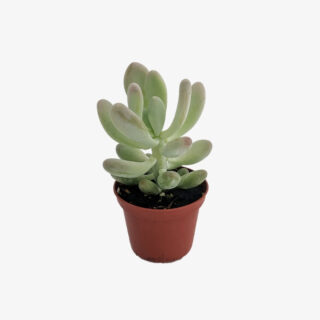 Succulent Moonstone