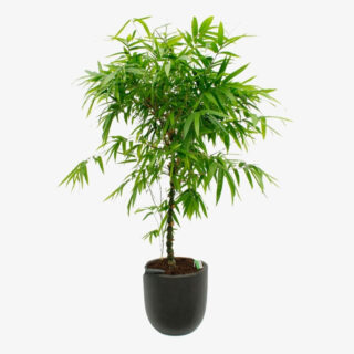 bamboo-ventricosa-Palm-Plant