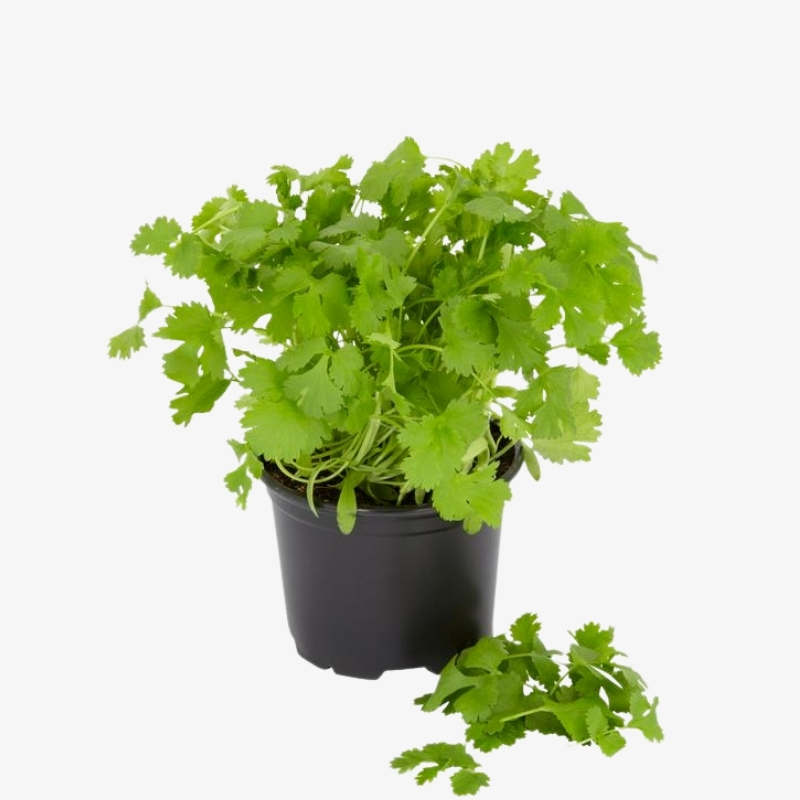 Coriander Chinese Parsley Cilantro Herbs HalaPlants.ae
