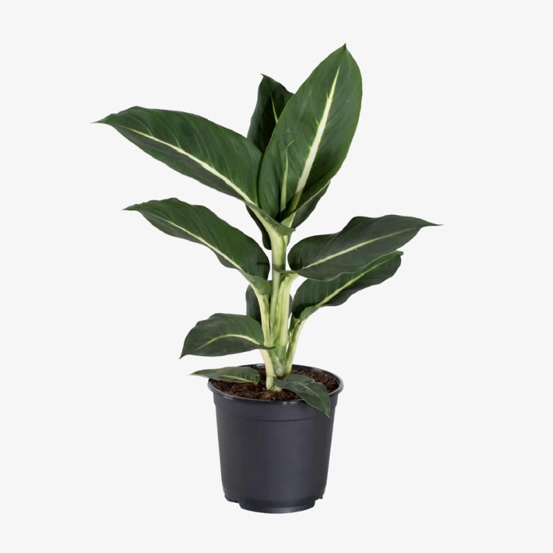 Dieffenbachia shop green magic