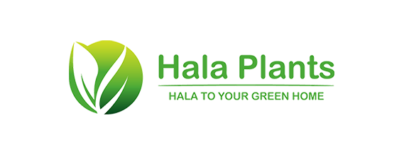 Hala Plants | UAE Biggest Online Retailer of Plants-UAE Biggest Online Retailer of Indoor & Outdoor Plants