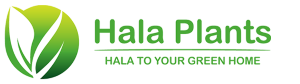 Hala Plants | UAE Biggest Online Retailer of Plants-UAE Biggest Online Retailer of Indoor & Outdoor Plants