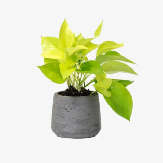 neon pothos