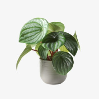 peperomia argyreia