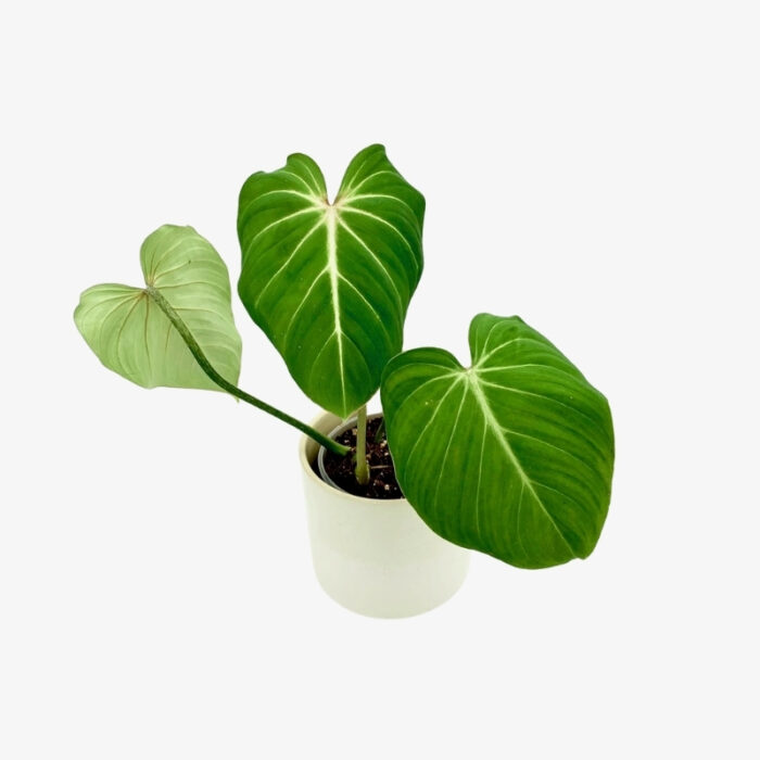 philodendron Gloriosum