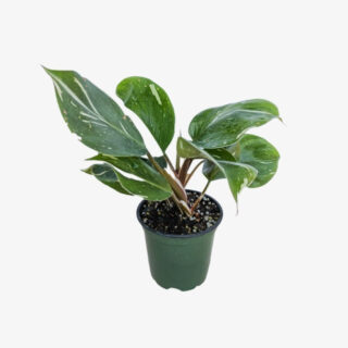 philodendron white knight