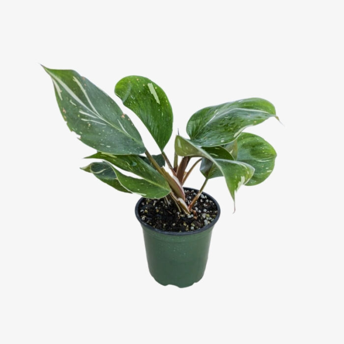 philodendron white knight plant