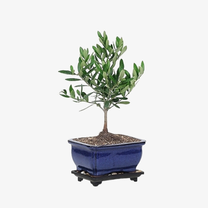 Bonsai olive tree