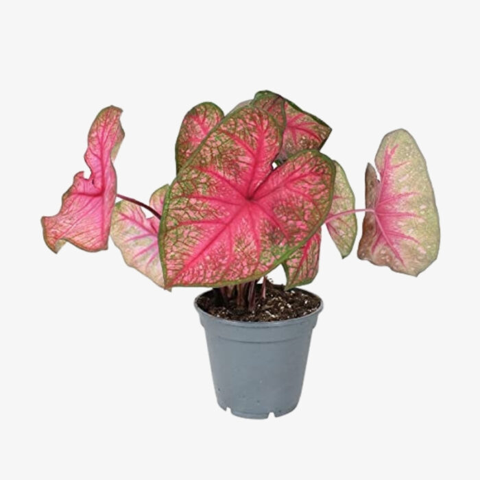 Caladium heart of jesus