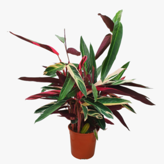 Calathea Stromanthe Triostar