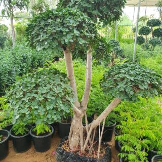 Copy of Copy of Ficus bonsai 2