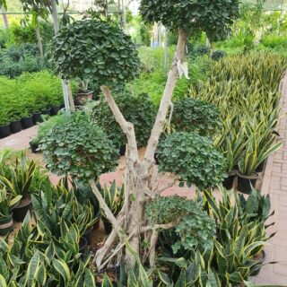Copy of Copy of Ficus bonsai 3