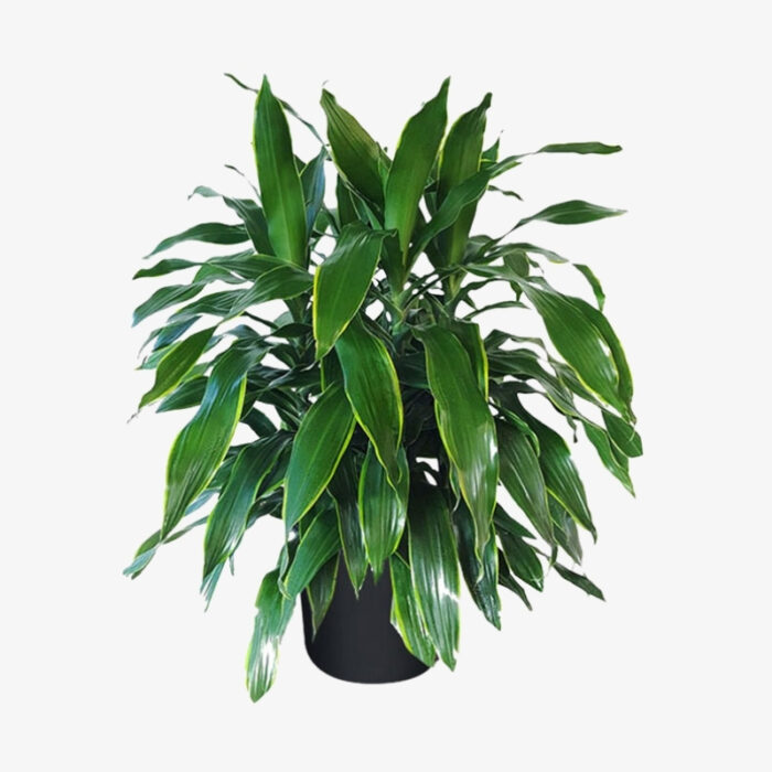 Dracaena Fragrans Art