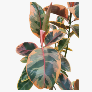 Ficus elastica ‘Variegated 1 1